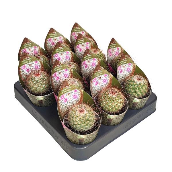 Горшечные цветы и растения оптом Mammillaria Bombycina Potcover от 12шт (для телеги) из Голландии с доставкой по России