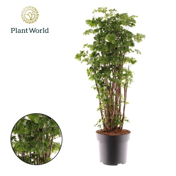 Горшечные цветы и растения оптом Polyscias Roble Vertakt от 1шт из Голландии с доставкой по России