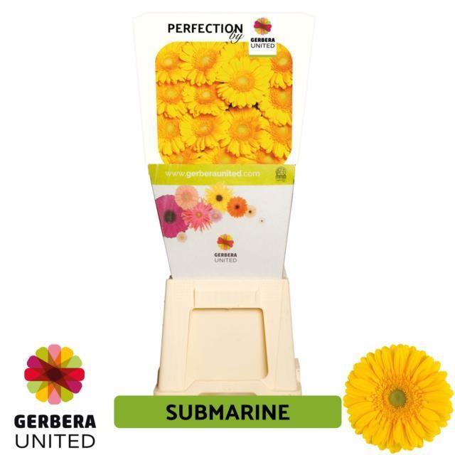 Срезанные цветы оптом Gerbera diamond submarine от 45шт из Голландии с доставкой по России