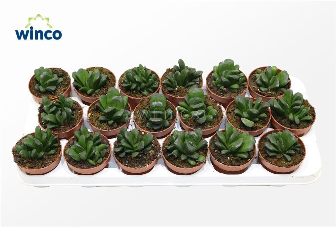 Горшечные цветы и растения оптом Haworthia Maughanii X Truncata от 18шт (для телеги) из Голландии с доставкой по России