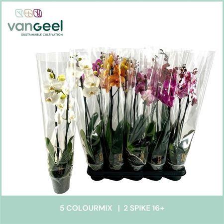 Горшечные цветы и растения оптом Phal Gem 5 Kl 2 Branches 18+ от 10шт из Голландии с доставкой по России