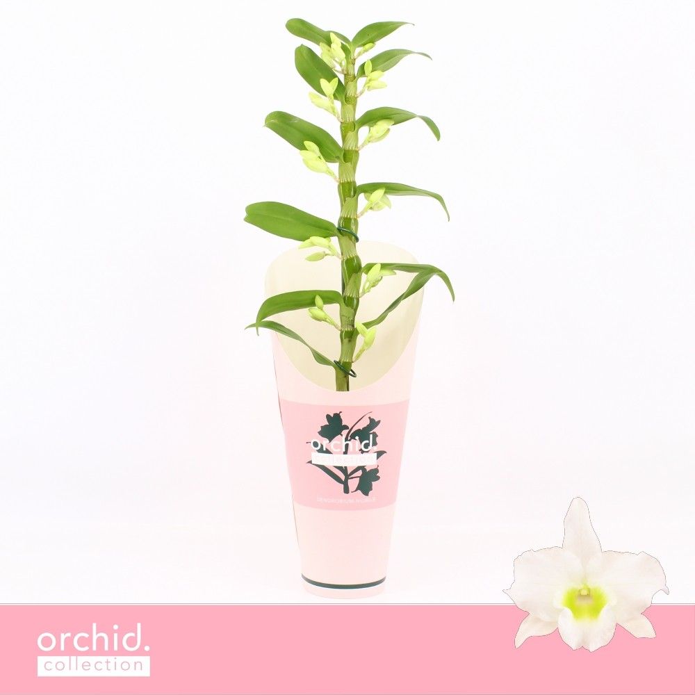 Горшечные цветы и растения оптом Dendr Nob 1st Apollon Orchid Collect от 6шт из Голландии с доставкой по России