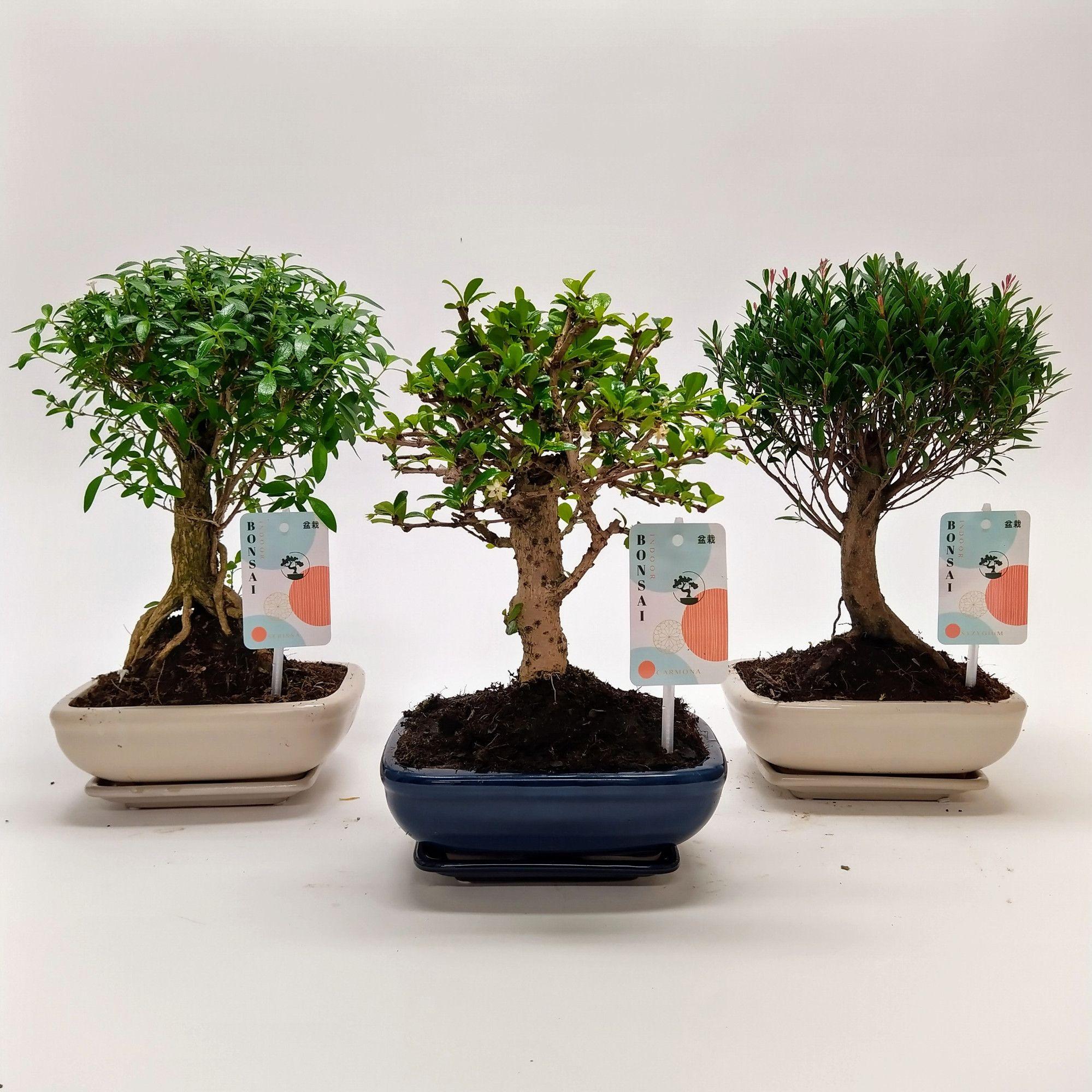 Горшечные цветы и растения оптом Bonsai Mix Traditional Ball от 7шт из Голландии с доставкой по России