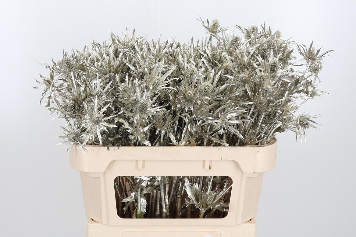 Срезанные цветы оптом Eryngium orion paint platinum от 50шт из Голландии с доставкой по России