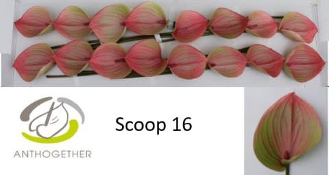 Срезанные цветы оптом Anthurium scoop от 16шт из Голландии с доставкой по России
