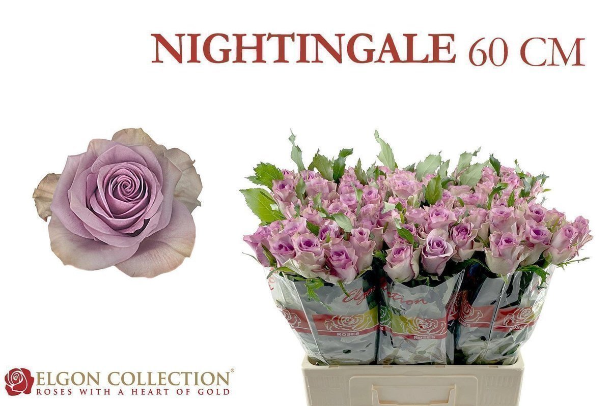 Срезанные цветы оптом Rosa large nightingale от 80шт из Голландии с доставкой по России