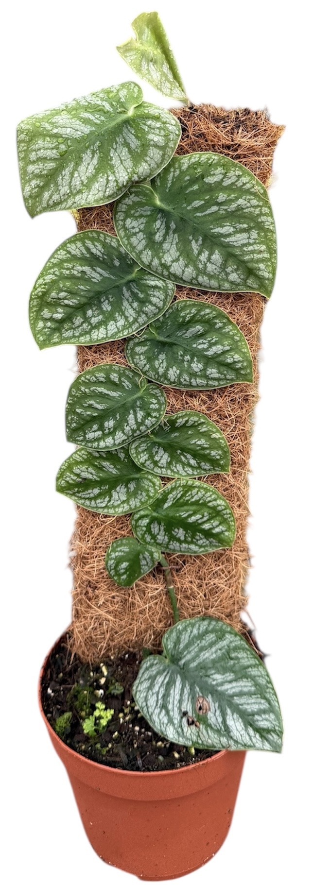 Горшечные цветы и растения оптом Monstera Dubia от 1шт из Голландии с доставкой по России