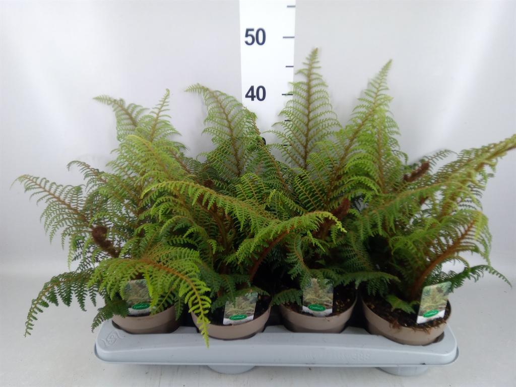 Горшечные цветы и растения оптом Cyathea Tomentosissima от 8шт из Голландии с доставкой по России