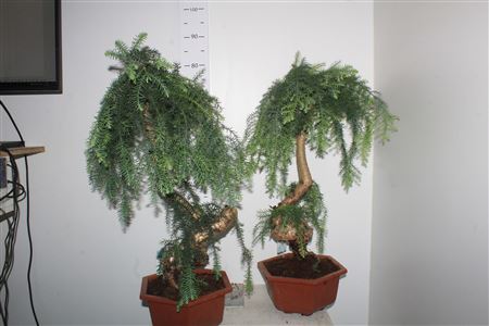 Горшечные цветы и растения оптом Bonsai Araucaria Cunninghamii от 1шт из Голландии с доставкой по России