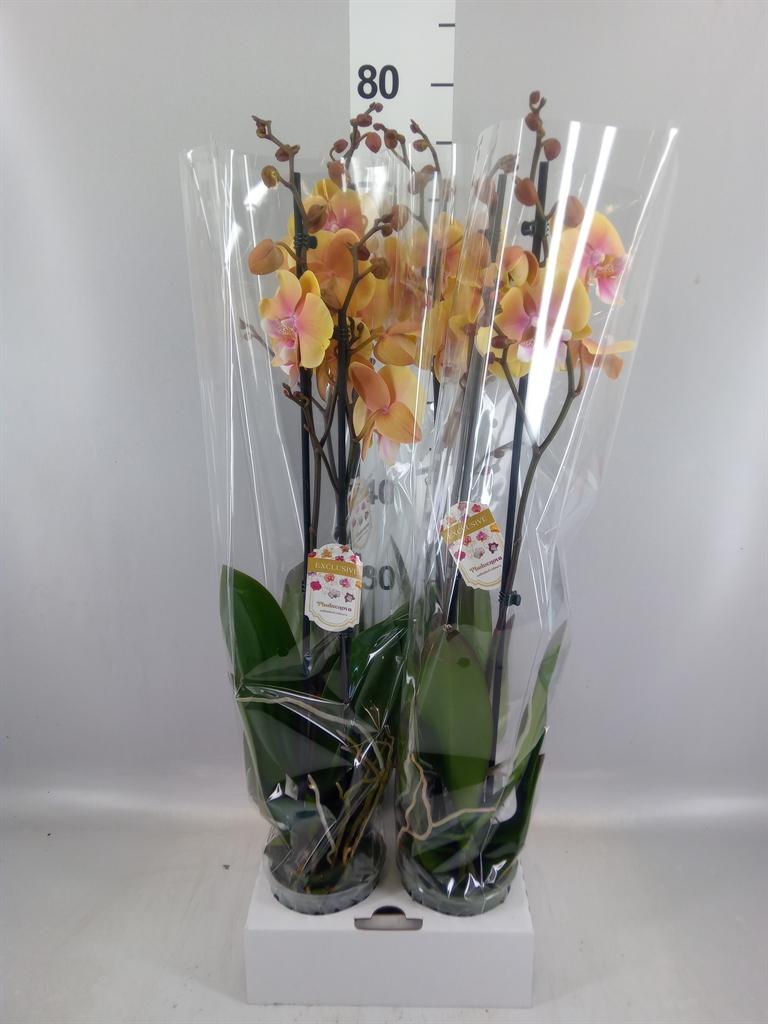 Горшечные цветы и растения оптом Phalaenopsis ... от 4шт из Голландии с доставкой по России