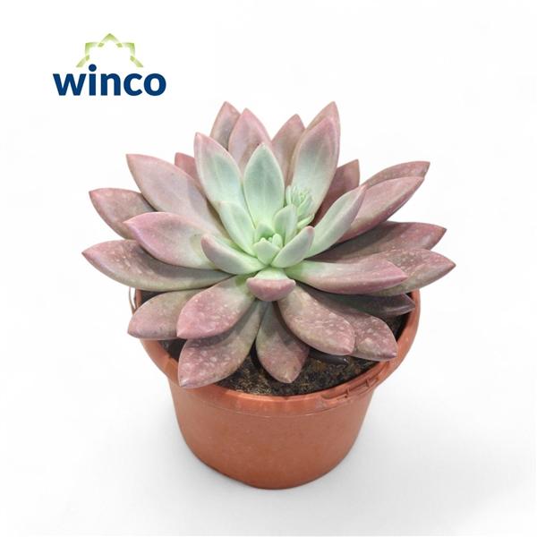 Горшечные цветы и растения оптом Graptoveria Rosie Crow от 1шт из Голландии с доставкой по России