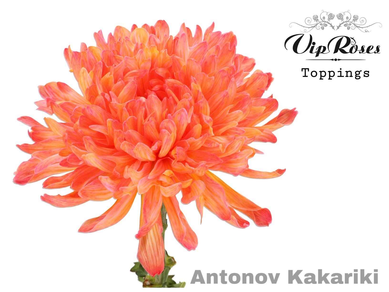 Срезанные цветы оптом Chrys bl paint antonov fireball от 20шт из Голландии с доставкой по России