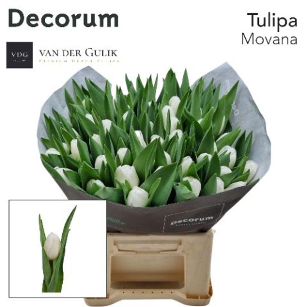 Срезанные цветы оптом Tulipa si movana от 50шт из Голландии с доставкой по России