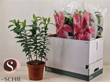 Горшечные цветы и растения оптом Lil Or Du Rl Zeta 4+ от 5шт из Голландии с доставкой по России