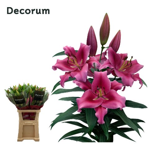 Срезанные цветы оптом Lilium or dalian от 30шт из Голландии с доставкой по России