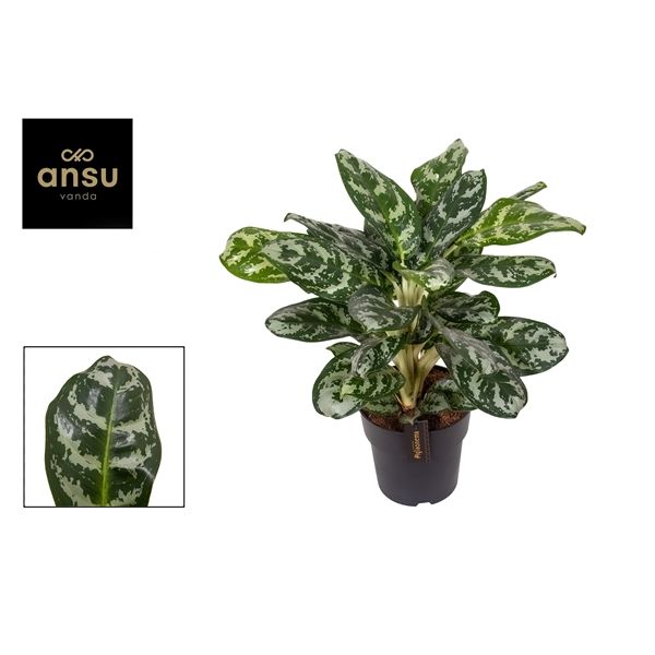 Горшечные цветы и растения оптом Aglaonema Jungle Silver от 3шт из Голландии с доставкой по России