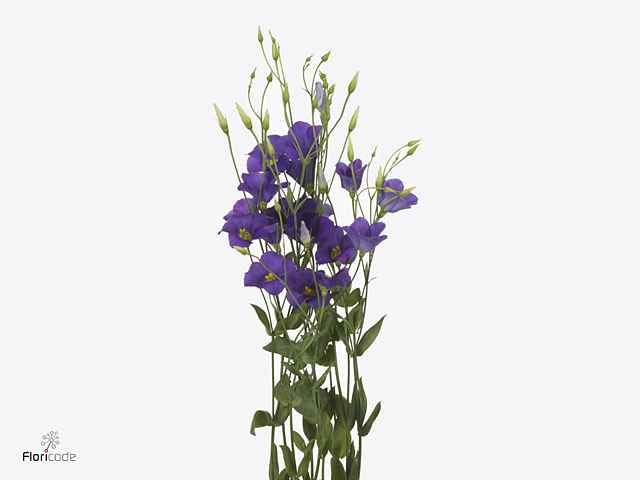 Срезанные цветы оптом Lisianthus si botanic blue от 50шт. из Голландии с доставкой по России
