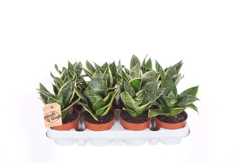 Горшечные цветы и растения оптом Sansevieria Golden Edge Hahnii от 12шт (для телеги) из Голландии с доставкой по России