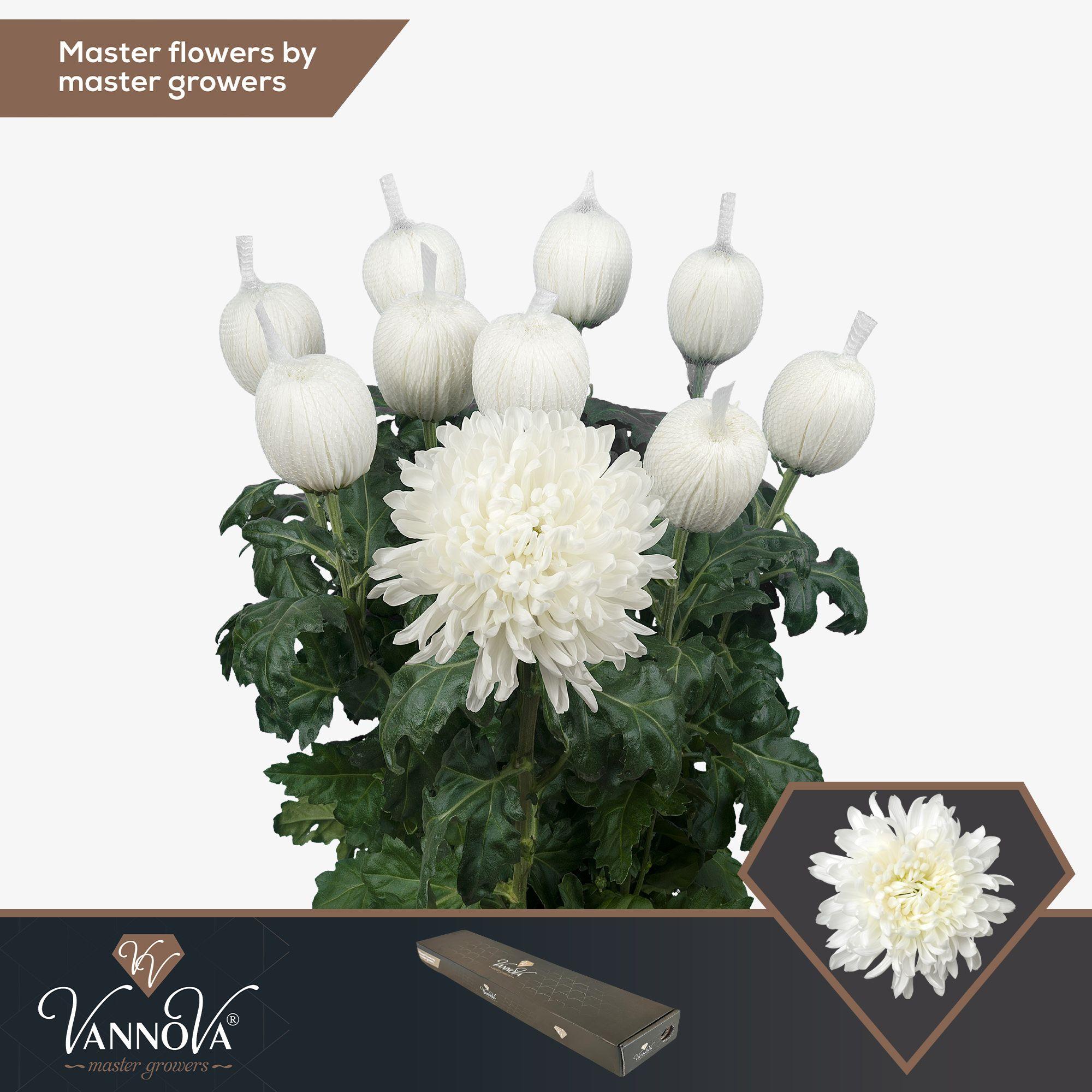 Срезанные цветы оптом Chrys bl antonov от 20шт из Голландии с доставкой по России