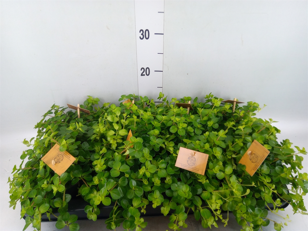 Горшечные цветы и растения оптом Peperomia Rotundifolia от 8шт из Голландии с доставкой по России