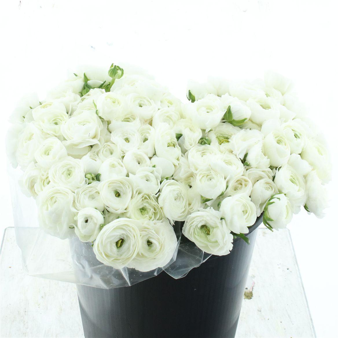 Срезанные цветы оптом Ranunculus elegance white от 100шт из Голландии с доставкой по России