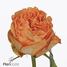 Срезанные цветы оптом Rosa large mariangela+ от 30шт из Голландии с доставкой по России