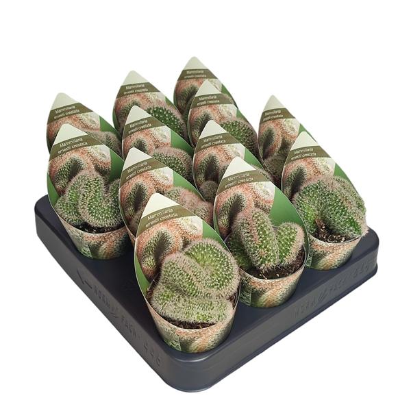 Горшечные цветы и растения оптом Mammillaria Ernestii Crestata Potcover от 12шт (для телеги) из Голландии с доставкой по России