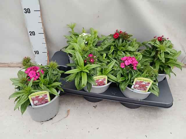 Горшечные цветы и растения оптом Dian Barbatus от 6шт из Голландии с доставкой по России