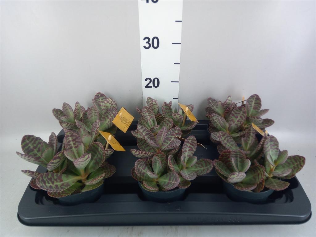 Горшечные цветы и растения оптом Kalanchoe Humilis surpris Desert от 6шт из Голландии с доставкой по России