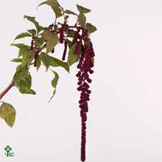 Срезанные цветы оптом Amaranthus caudatus rosary от 60шт из Голландии с доставкой по России