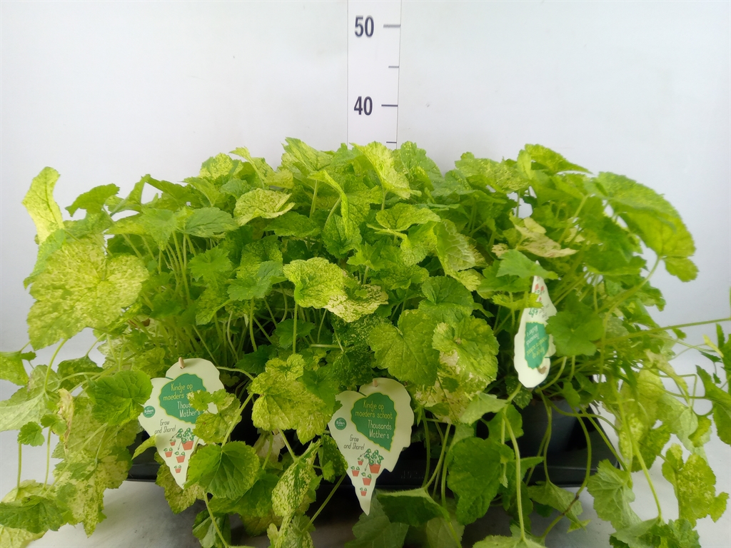 Горшечные цветы и растения оптом Tolmiea Menziesii   ...variegated от 6шт из Голландии с доставкой по России