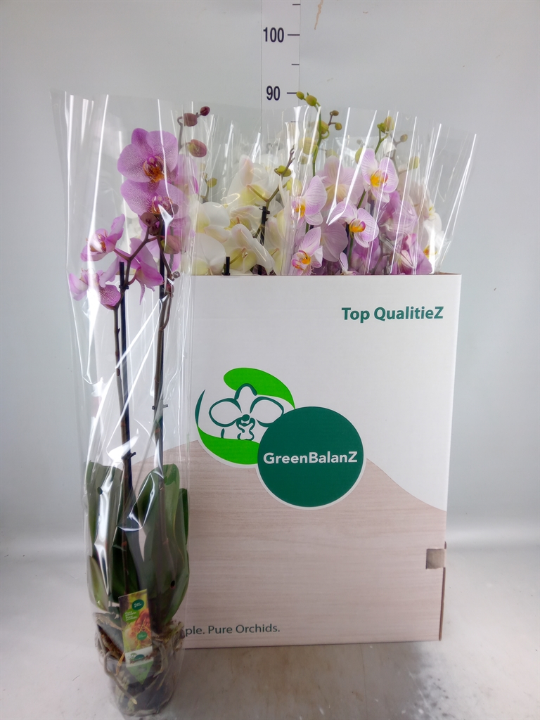 Горшечные цветы и растения оптом Phalaenopsis   ...mix от 12шт' из Голландии с доставкой по России