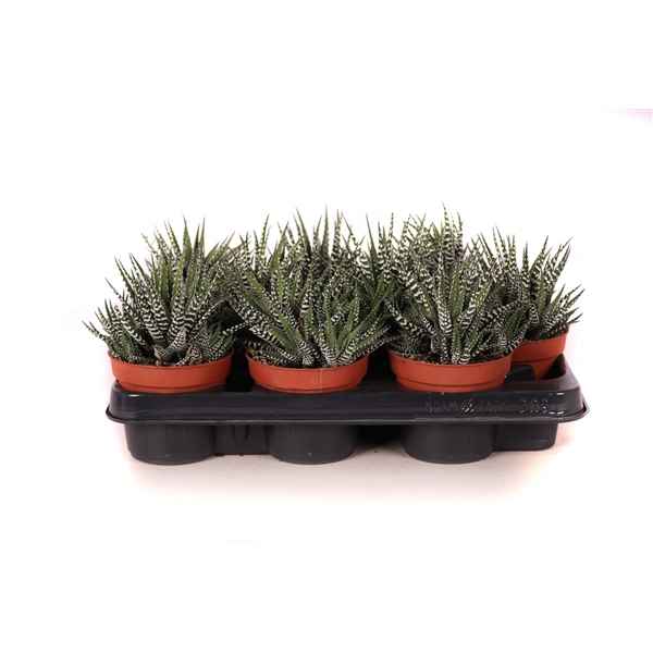 Горшечные цветы и растения оптом Haworthia Big Band от 15шт из Голландии с доставкой по России