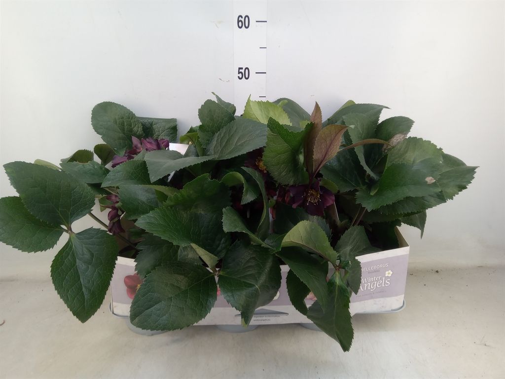 Горшечные цветы и растения оптом Helleborus   ... от 6шт из Голландии с доставкой по России