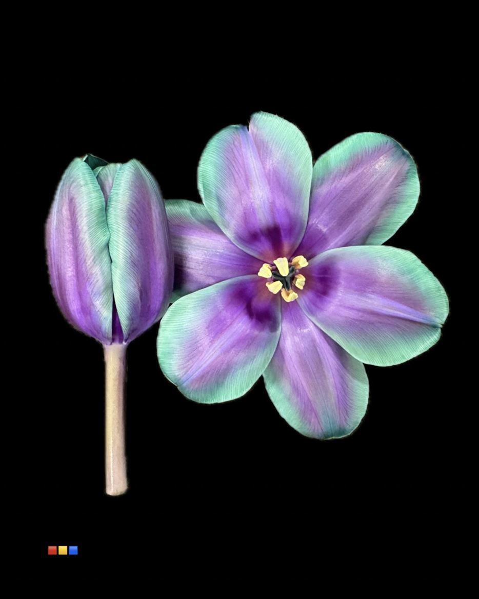 Срезанные цветы оптом Tulipa si paint ibiza от 50шт из Голландии с доставкой по России