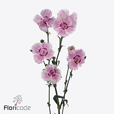 Срезанные цветы оптом Dianthus sp fiorino iris от 60шт из Голландии с доставкой по России