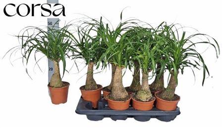 Горшечные цветы и растения оптом Beaucarnea Recur от 8шт из Голландии с доставкой по России