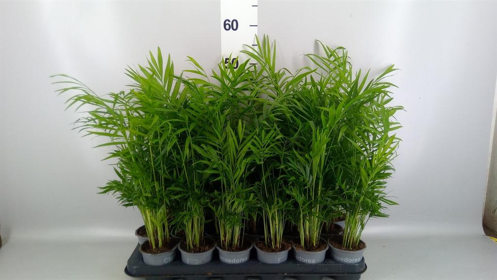 Горшечные цветы и растения оптом Chamaedorea Elegans от 18шт (для телеги) из Голландии с доставкой по России