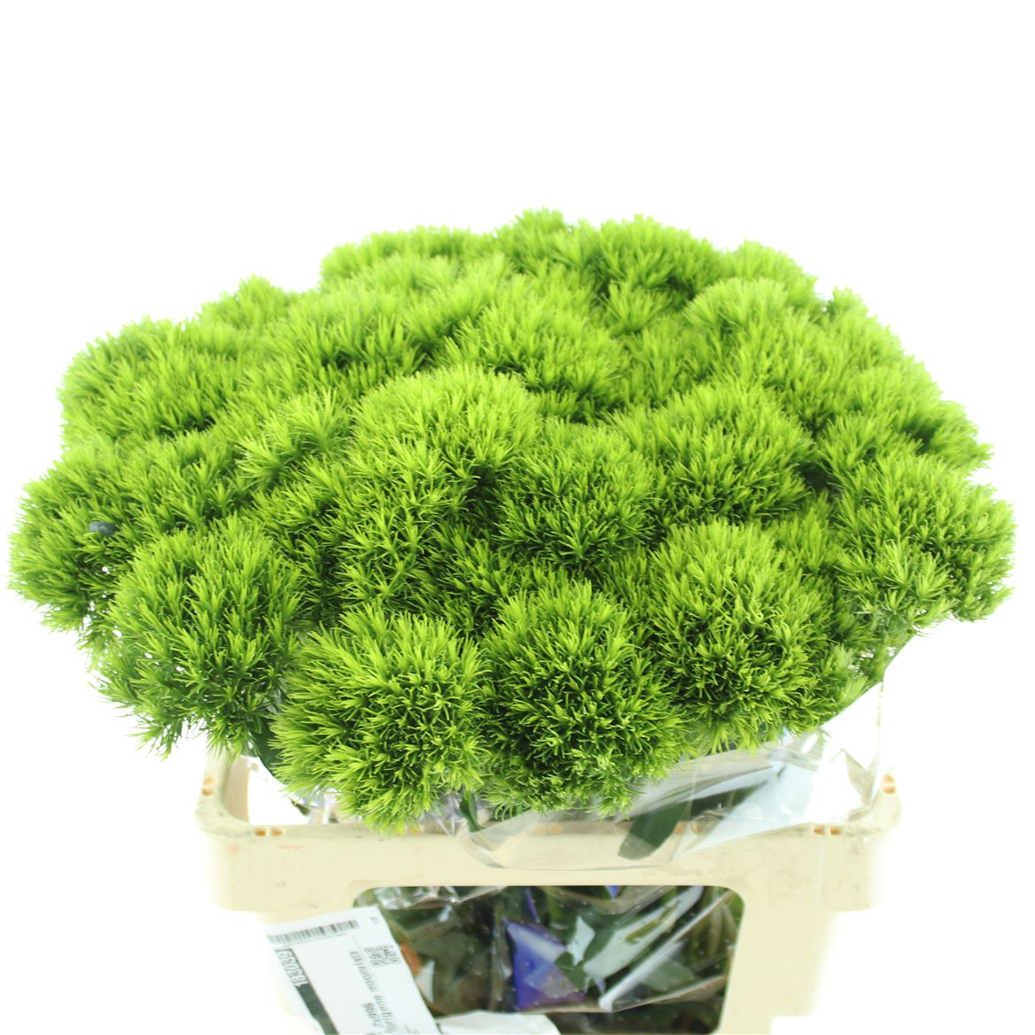 Срезанные цветы оптом Dianthus br kiwi mellow от 30шт. из Голландии с доставкой по России