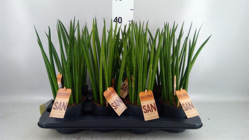 Горшечные цветы и растения оптом Sansevieria Cyl. ... от 8шт из Голландии с доставкой по России