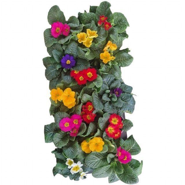 Горшечные цветы и растения оптом Prim Acaulis Gemengd от 14шт (для телеги) из Голландии с доставкой по России