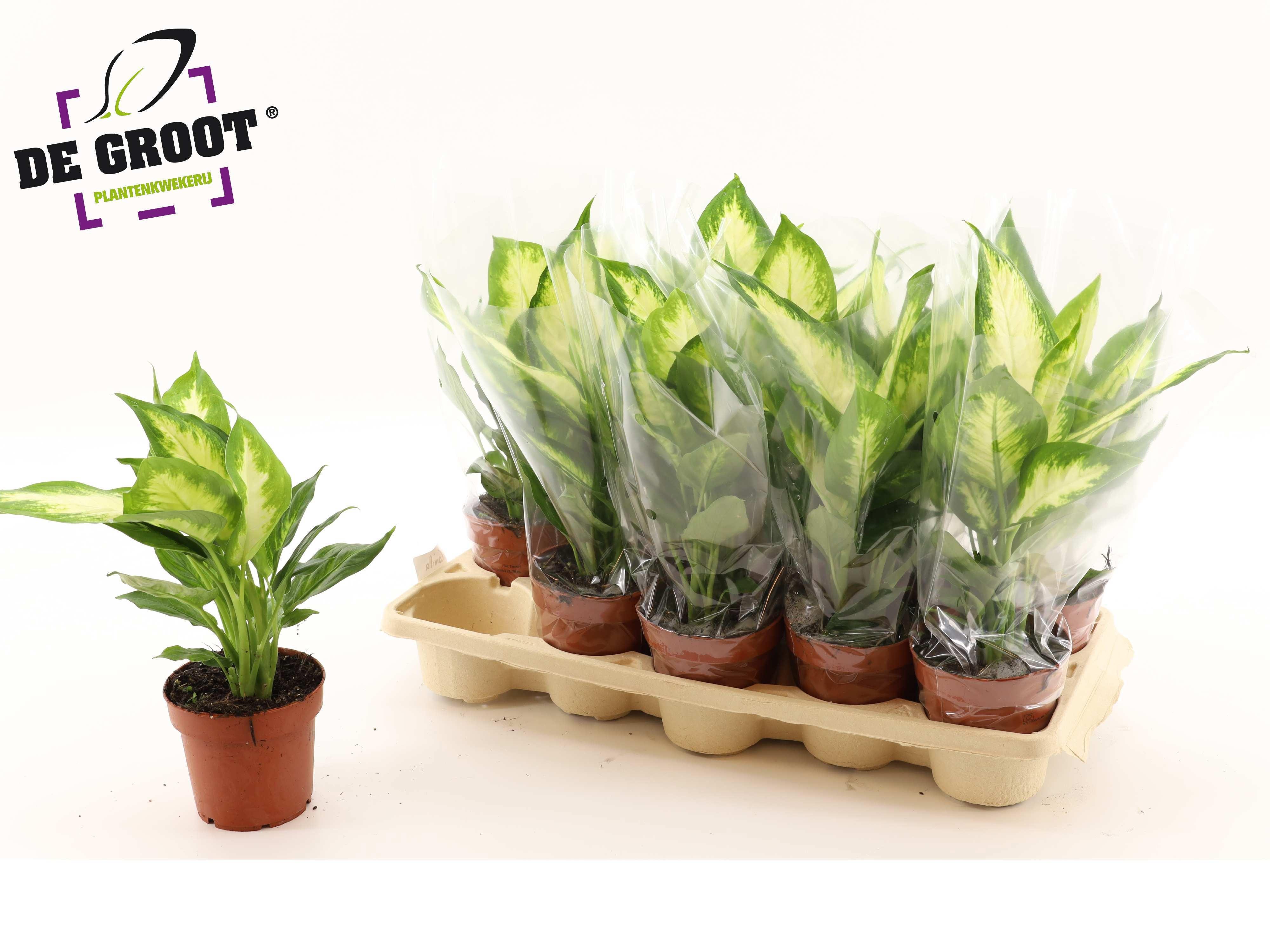 Горшечные цветы и растения оптом Dieff Camilla от 10шт из Голландии с доставкой по России