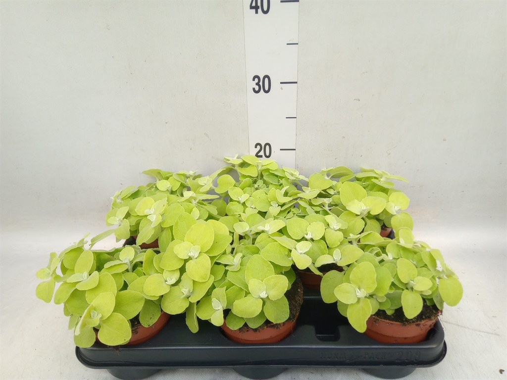 Горшечные цветы и растения оптом Helichrysum Petiolare от 8шт из Голландии с доставкой по России