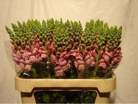 Срезанные цветы оптом Antirrhinum lavendel от 50шт из Голландии с доставкой по России