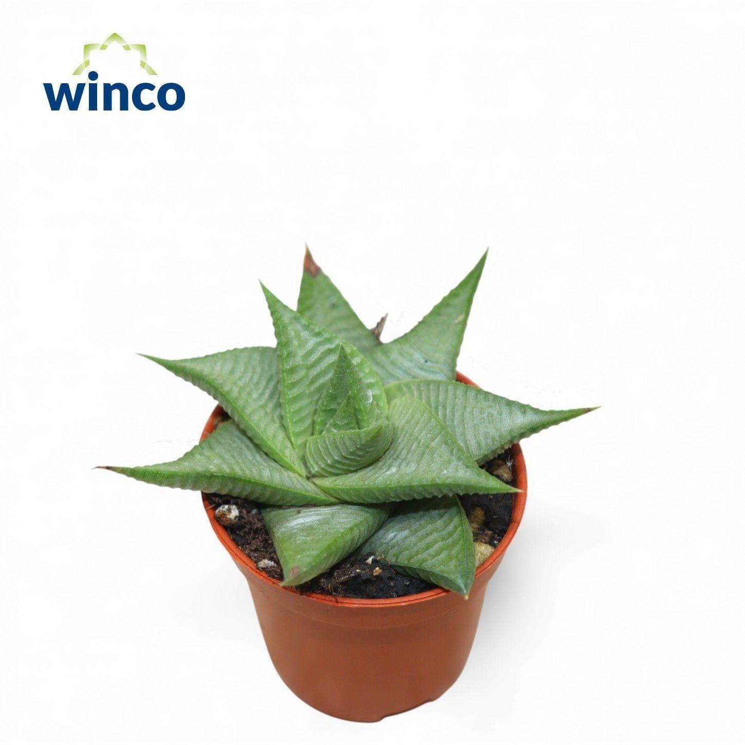 Горшечные цветы и растения оптом Hawo Limifolia от 20шт (для телеги) из Голландии с доставкой по России