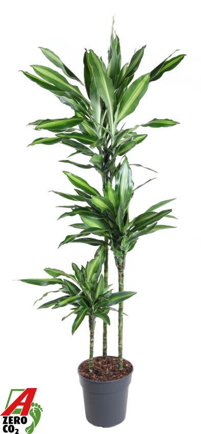 Горшечные цветы и растения оптом Dracaena Silindo 90-60-30 от 1шт из Голландии с доставкой по России