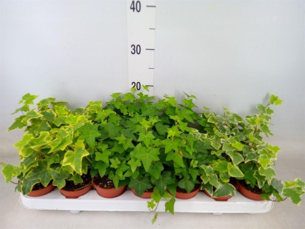 Горшечные цветы и растения оптом Hedera   ...mix от 21шт (для телеги) из Голландии с доставкой по России