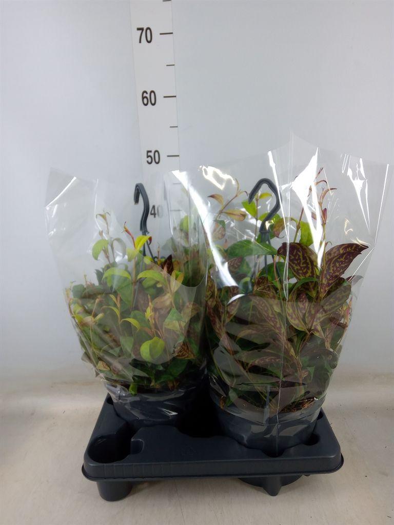 Горшечные цветы и растения оптом Aeschynanthus Marmoratus от 2шт из Голландии с доставкой по России