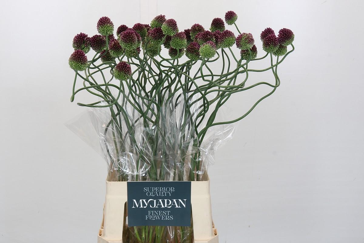 Срезанные цветы оптом Allium dancing tango от 50шт из Голландии с доставкой по России