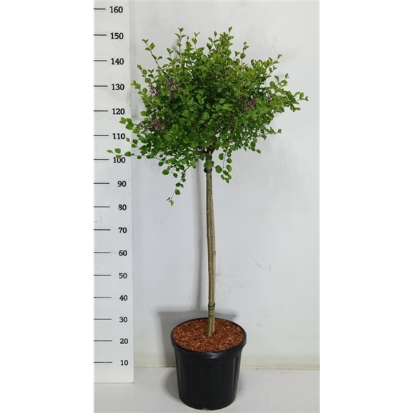 Горшечные цветы и растения оптом Syringa Meyeri Palibin On Stem от 1шт из Голландии с доставкой по России